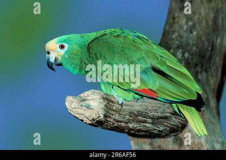 Panama Amazzonia con facciata gialla (Amazzona ochrocephala panamensis), Amazzonia di Panama Foto Stock