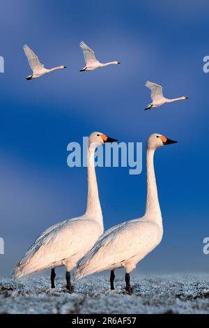 Cigni di Bewick (Cygnus columbianus bewicki) Foto Stock