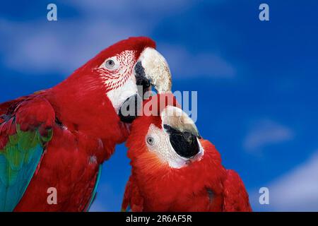Macaw ad ali verdi (Ara chloroptera) si prende cura di Macaw scarlatto (Ara macao), Macaw scarlatto scuro, Macaw ad ali verdi Macaw rosso chiaro, Arakanga Foto Stock