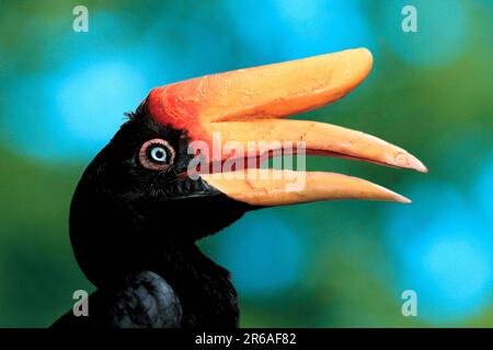 Rinoceros hornbill (Buceros rhinoceros), femmina, laterale, profilo Foto Stock