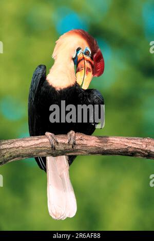 Hornbill rugato di Sulawesi (Aceros cassidix), maschio (Rhyticeros cassidix), Hornbill knobbed, maschio (uccello) (uccelli) (Hornbill) (sud-est asiatico) Foto Stock