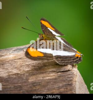 Uno stupefacente primo piano di una piccola farfalla con le sue vibranti ali arancioni e bianche a motivi geometrici si allargano, spalancate e appollaiate sulla cima di una foglia verde brillante Foto Stock