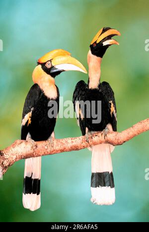 Gran becco indiano (Buceros bicornis), coppia, becco grande (Asia) (Asia) (uccello) (uccelli) (becco d'ornato) (animali) (animali) (fuori) (all'aperto) Foto Stock