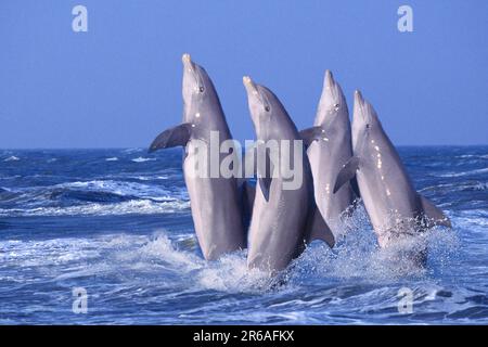 Delfini tursiopi (Tursiops truncatus) (delfini tursiopi) (animali) (all'esterno) (movimento) (movimento) (adulti) (gruppo) (quattro) (paesaggio) Foto Stock