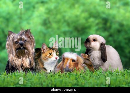 Animali domestici: Yorkshire Terrier, Norwegian Forest Cat, Coronet Guinea Pig, Golden Hamster e nano RAM Rabbit, House Rabbit Foto Stock