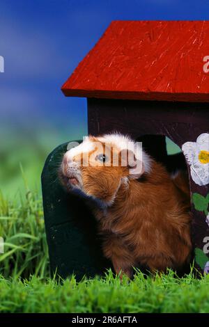 Cavia abissina, rossa e bianca, cavia rosetta, vista fuori casa (animali) (esterno) (prato) (in piedi) (adulti) Foto Stock