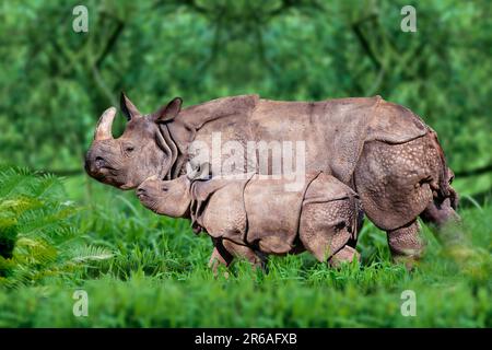 Rhinoceros indiano (Rhinoceros unicornis), femmina con giovane, lato Foto Stock