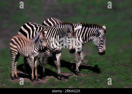 Zebre di Grant (Equus quagga boehmi), zebre di Mares e zebra di Grant, zebre bohémien Foto Stock