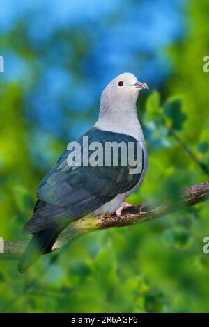 Verde piccione imperiale (Ducula aenea) Foto Stock