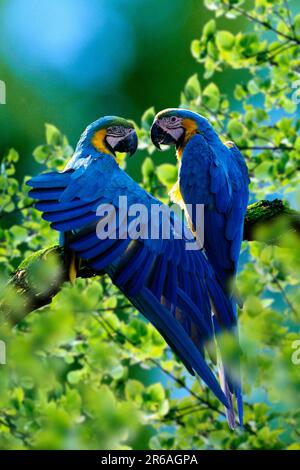 Macaws blu e giallo (Ara arauna), coppia, un'ala stretching Foto Stock