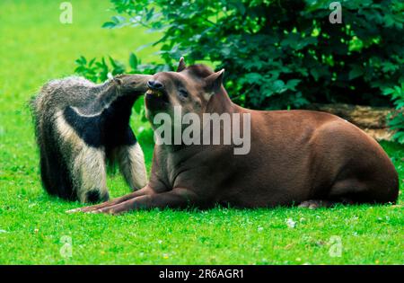 Anteater gigante (tridattila di Myrmecophaga) e Tapir sudamericano, Tapir di Lowland (Tapirus terrestris) Foto Stock