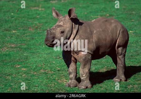 Rhinoceros bianco (Ceratotherium simum), vitello, Weisses Nashorn, Breitmaulnashorn, Jungtier, [Afrika, africa, Saeugetiere, mammiferi, Huftiere, con cappuccio Foto Stock