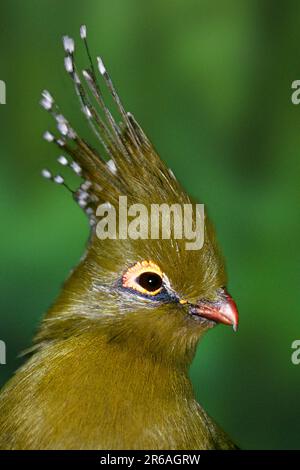 Schalow's's Turaco (Tauraco schalowi) Foto Stock