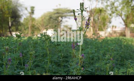 L'erba medica, Medicago sativa, detta anche lucerna, è una pianta fiorita perenne della famiglia dei piselli. Il suo coltivò come un raccolto di foraggio importante in molti co Foto Stock