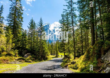 Escursione attraverso la foresta alpina al lago di Oeschinen, Alpi svizzere, Svizzera Foto Stock