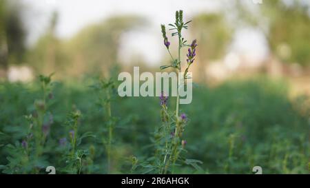 Fiori di erba medica blu chiaro su uno sfondo di erba verde in un prato in una giornata di sole estate. Una pianta di foraggio buona. Viene utilizzato per la produzione di fieno Foto Stock