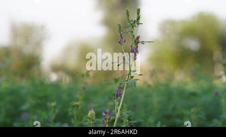 Medicago sativa o Alfalfa pianta con fiore viola in pascolo. Coprire il concetto di coltivazione di prodotti, foraggi e fieno. Foto Stock