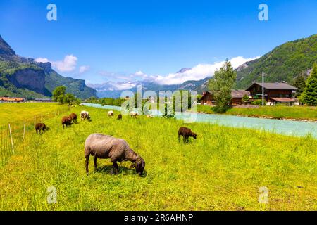 Pecore che pascolano vicino al fiume Aare con Meiringen sullo sfondo, Svizzera Foto Stock