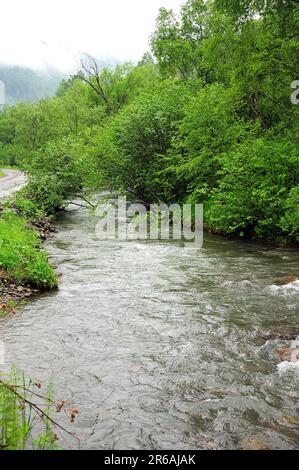 Un rapido ruscello di un fiume poco profondo scorre giù dalle montagne attraverso i fitti di cespugli alti in una mattina piovosa nuvolosa. Fiume Iogach, Altai, Siberi Foto Stock