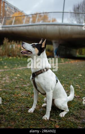 Un simpatico cane felice ​​playing nel parco estivo. Cane mongrel che gioca con un bastone Foto Stock