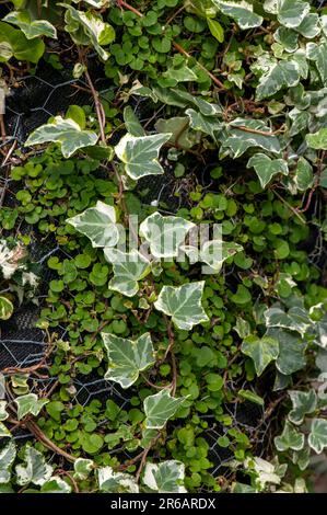 Sydney Australia, edera inglese variegata che cresce sulla parete verticale del giardino Foto Stock