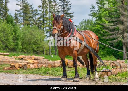 Un cavallo che lavora nella foresta. Usando un cavallo per tirare tronchi in silvicoltura. Carpathian Mountains, Slovacchia. Foto Stock