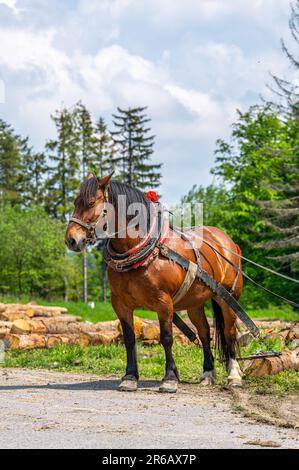 Un cavallo che lavora nella foresta. Usando un cavallo per tirare tronchi in silvicoltura. Carpathian Mountains, Slovacchia. Foto Stock