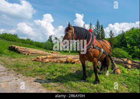 Un cavallo che lavora nella foresta. Usando un cavallo per tirare tronchi in silvicoltura. Carpathian Mountains, Slovacchia. Foto Stock