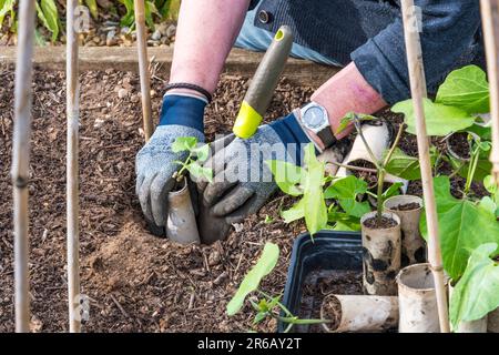 Donna che pianta arrampicata fagiolo francese Cobra, Phaseolus vulgaris, alla base di un treppiede di bambù. Coltivato in vecchi rotoli di carta igienica di cartone. Foto Stock