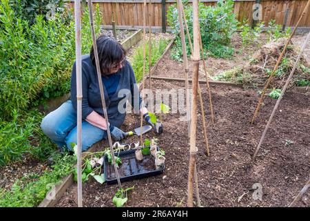 Donna che piantano fagioli Gigantes greci o fagiolo runner zuppa, Phaseolus coccineus, alla base di un treppiede di bambù. Coltivato in vecchi rotoli di carta igienica di cartone. Foto Stock