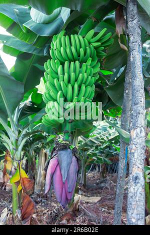 Particolare di grappolo di banane verdi. Colore verde. Vista verticale. Foto Stock