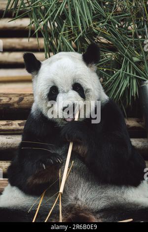 Un panda seduto tra il verde lussureggiante fogliame mentre si munching piacevole sui germogli freschi di bambù. Foto Stock