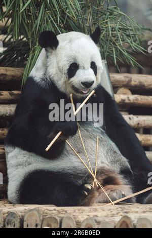 Un panda seduto tra il verde lussureggiante fogliame mentre si munching piacevole sui germogli freschi di bambù. Foto Stock