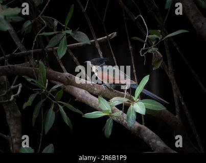 Un piccolo uccello notturno arroccato su un ramo di un albero illuminato dalla luce della luna Foto Stock