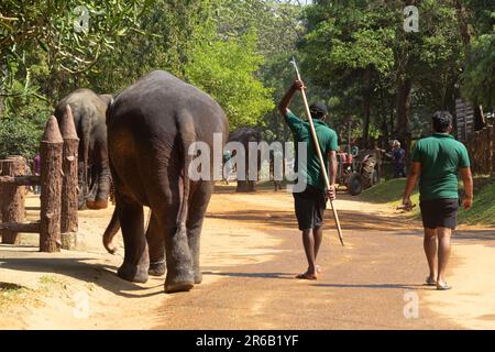 L'elefante indiano e il personale dell'orfanotrofio Pinnawala a Kandy, Sri Lanka Foto Stock