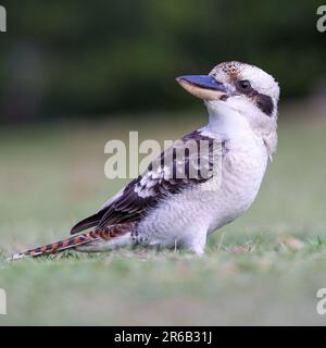 Un Kookaburra arroccato in cima a una macchia di erba verde lussureggiante in campagna, guardando verso il cielo Foto Stock