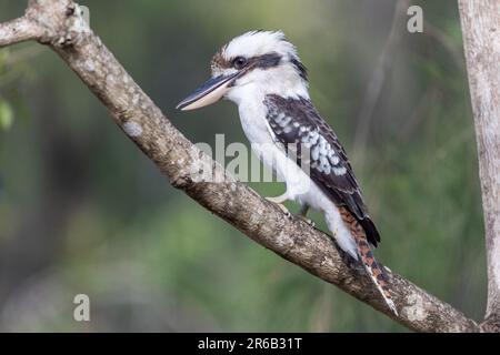 Una maestosa Kookaburra crestata arroccata sulla cima di un ramo d'albero in una lussureggiante foresta verde Foto Stock