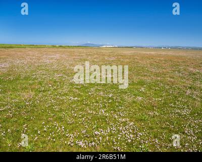 Un tappeto di Thrift, Armeria maritima fioritura su salpalude a Walney Island, Cumbria, Regno Unito. Foto Stock