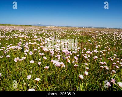 Un tappeto di Thrift, Armeria maritima fioritura su salpalude a Walney Island, Cumbria, Regno Unito. Foto Stock