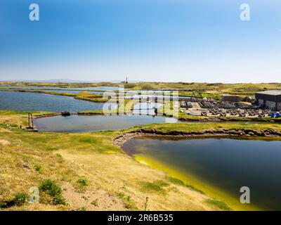 Una fattoria di ostriche a Walney Island, Cumbria, Regno Unito. Foto Stock