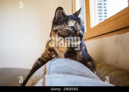 Ritratto di un gatto domestico della tartaruga sdraiato su un divano a casa. Un animale domestico sta guardando in una finestra. Felino nero marrone scuro tricolore con occhi verdi e seri Foto Stock