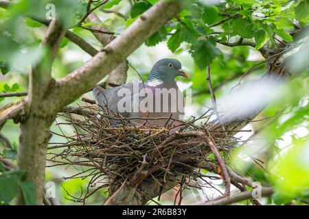 Vista frontale chiara di un uccello selvatico, comune di piccione di legno (Columba Palumbus) seduto isolato nel suo nido in UK Tree. Foto Stock