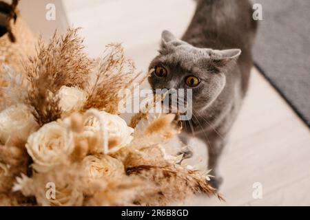 Bouquet in stile boho, fiori secchi e erba con carino gatto shorthair britannico che lo annientano. Foto Stock