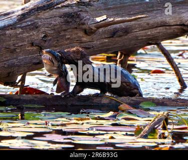 Weasel con un pesce in bocca e camminare su un log in acqua palustre nel suo ambiente e habitat circostante con acqua giglio sfondo e. Foto Stock