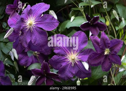 Tre grandi fiori di Clematis viola intenso e appariscente su uno sfondo verde lussureggiante in primavera, estate, Lancaster, Pennsylvania Foto Stock