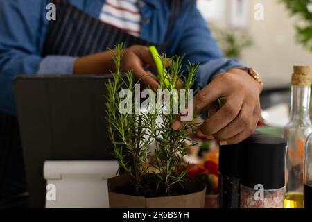 Sezione centrale della donna biraciale in grembiule preparazione del cibo in cucina taglio rosmarino fresco Foto Stock