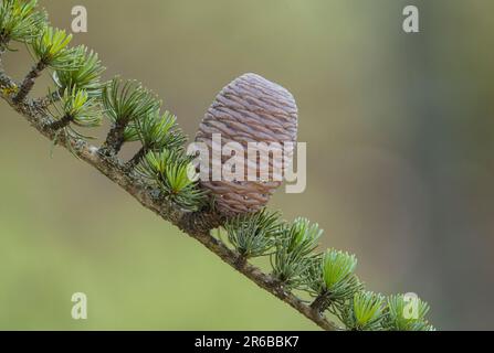 Cono di pino su un albero di coni di cedro Atlante, coni unmature, Andalusia, Spagna. Foto Stock