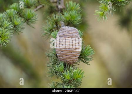 Cono di pino su un albero di coni di cedro Atlante, coni unmature, Andalusia, Spagna. Foto Stock