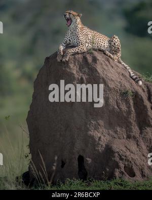 Il ghepardo siede a guardia dalla roccia. Masai Mara, Kenya: QUESTE FOTO mostrano una gheparda madre che sembra “avere una giraffa” ridendola Foto Stock