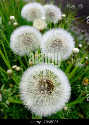 Dandylion fiorisce dandilioni in erba in primavera Foto Stock